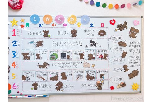 成約済の栃木県のトイプードル-323611の2枚目